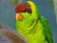 /album/lori-timorsky-iris-lorikeet/lori-timorsky-2-jpg/